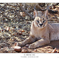 CARACAL